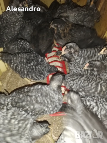 Мъжки пилета Супер Харко, снимка 2 - Кокошки и пуйки - 52913803