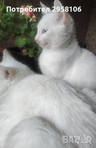 котенца бели,4 мес, снимка 11 - Британска късокосместа - 50837290