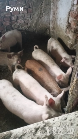 Продавам прасенца 30-35кг, снимка 5 - Прасета - 52775404