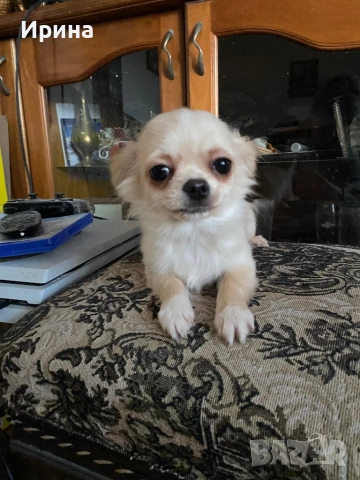 Чихуахуа  дългокосмести, снимка 3 - Чихуахуа - 52664011