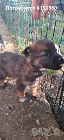 Малки кученца, снимка 8 - Други - 53316990