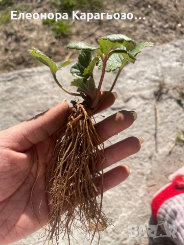 Качествен разсад ягоди и малини