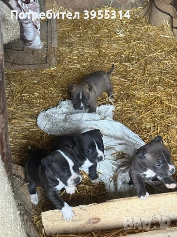 *Чисто кръвни Американско Були XXl, снимка 2 - Английски булдог - 53036857