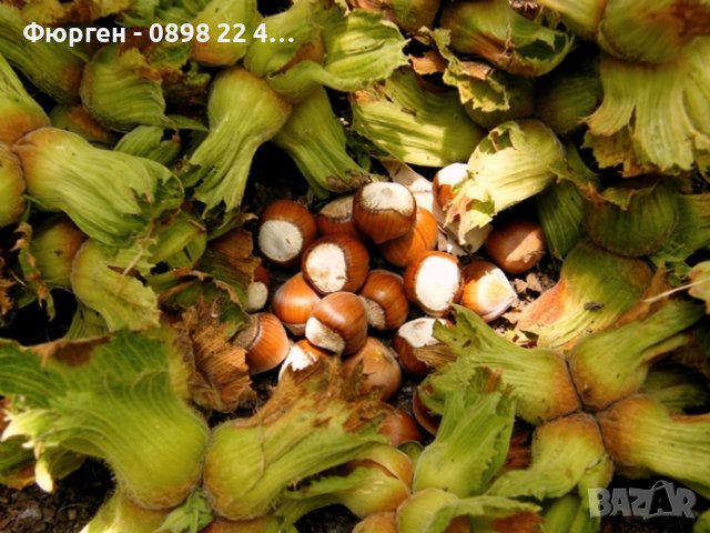 Лешник сорт - Римски и трабзонски, снимка 2 - Разсади - 42422672