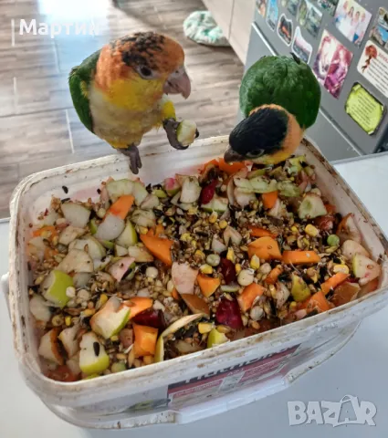 Бебета КАЙКИ , снимка 7 - Папагали - 48057511