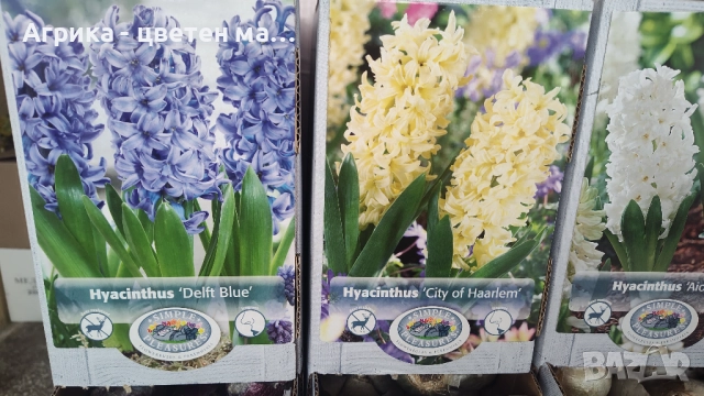 РОЗИ корени НОВО ЗАРЕЖДАНЕ от лицензиран разсадник , снимка 6 - Градински цветя и растения - 42675882