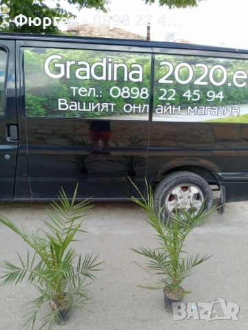 Палма - финикова Студоустойчивост до -10, снимка 4 - Разсади - 50678092