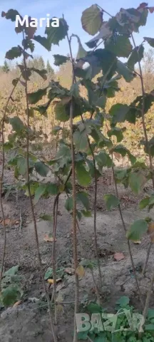 Лешници- фиданки