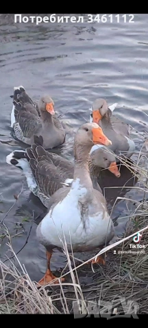Продавам гъски 2 женски 2 мъжки 