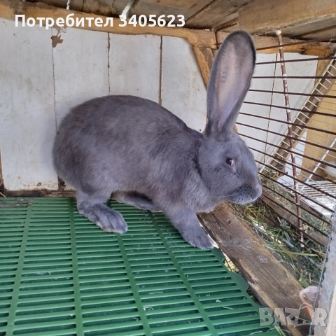 зайци мъжки и женски на различна възраст , снимка 8 - Други - 46286845