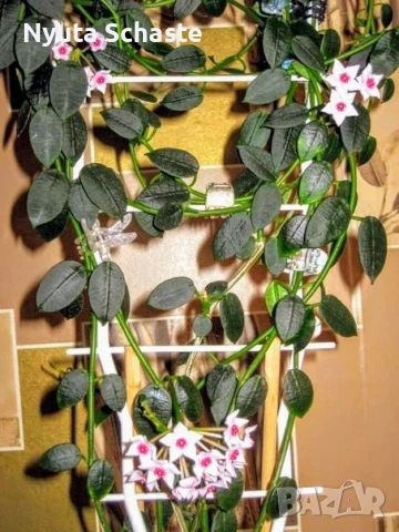 Хоя.Hoya lithophytica , снимка 1