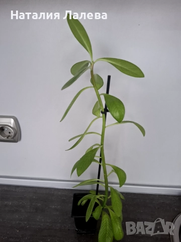 Каучоково дърво, euphorbia Grantii, снимка 3 - Стайни растения - 52328174