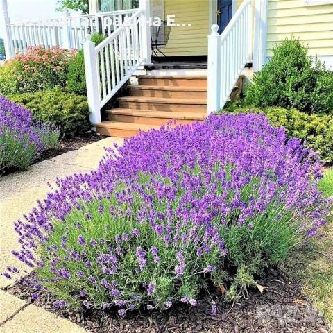 Подбрани Билки и Подправки за вас! , снимка 4 - Градински цветя и растения - 53744109