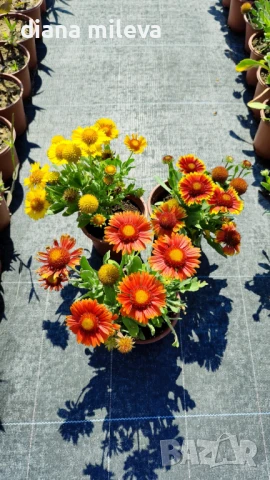 Гайлардия - промо пакет от 3 броя!, снимка 1