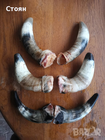 Кравешки рога 