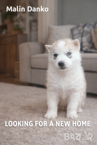  СИБИРСКО ХЪСКИ , снимка 7 - Хъски - 53089054