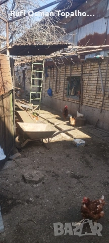 продавам петли за разплод или клане, снимка 2 - други­ - 53823736