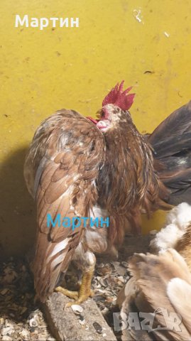 Пиленца и яйца от Малайска Серама - промоция, снимка 13 - други­ - 16390085