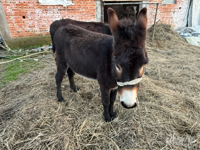 Продавам магарета, снимка 3 - Други - 53748446