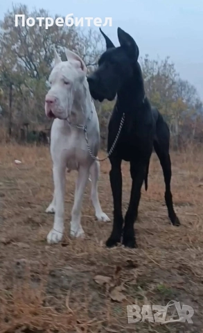 Немски дог мъжки и женски, снимка 11 - Немски дог - 45664449