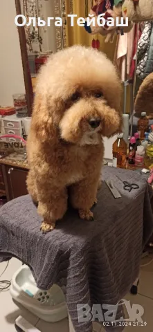 Пудел момче търси приятелка, снимка 9 - Пудели - 47853140