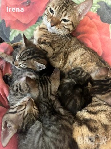 Продават се