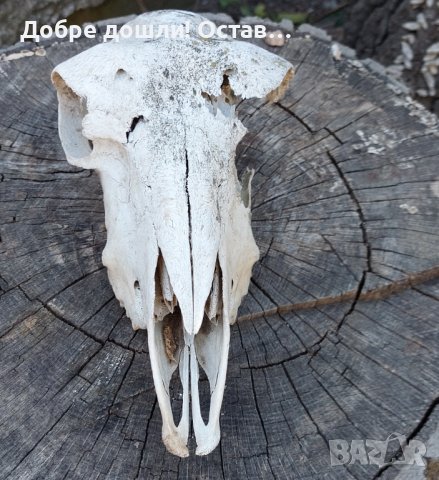 Стар череп от животно, за декорация - 6, снимка 3 - Други - 42365035