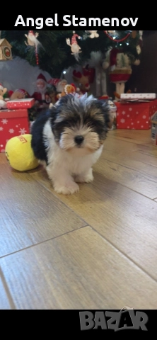 Йорки бивер териер,две момченца!, снимка 12 - Йоркширски териер - 52850201