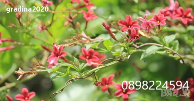 Жасмин - Студоустойчив