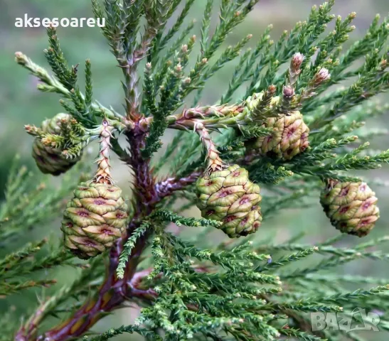 Екзотични нови 15 семена гигантска секвоя мамутово дърво sequoiadendron giganteum декорация в двора, снимка 18 - Сортови семена и луковици - 50222677