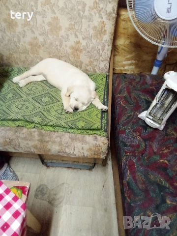 Продавам Голдън ретривър 