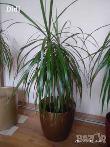 Драцени , снимка 2 - Стайни растения - 41189651