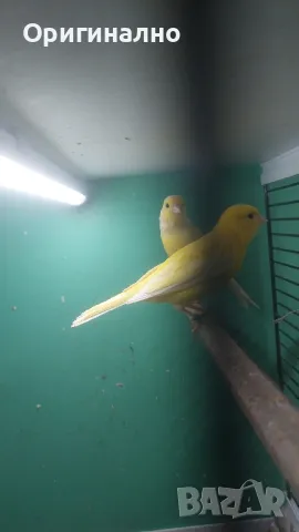 Амадини Канарчета 