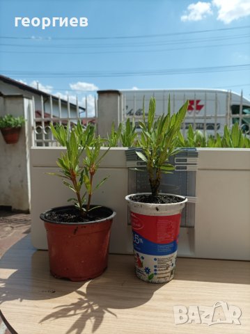 Олеандър/Зокум/Лян/Nerium Oleander, снимка 11 - Градински цветя и растения - 41400632