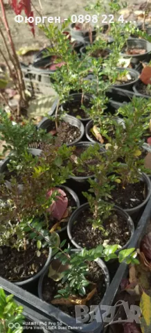 Лоницера “Нитида” / Lonicera “Nitida”, снимка 4 - Разсади - 48300452