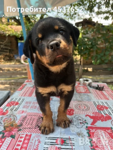 Продавам мъжки ротвайлер