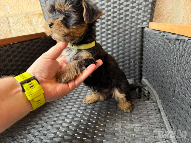 Йоркширски териер Актуално от 11.2.2026, снимка 4 - Йоркширски териер - 53379580