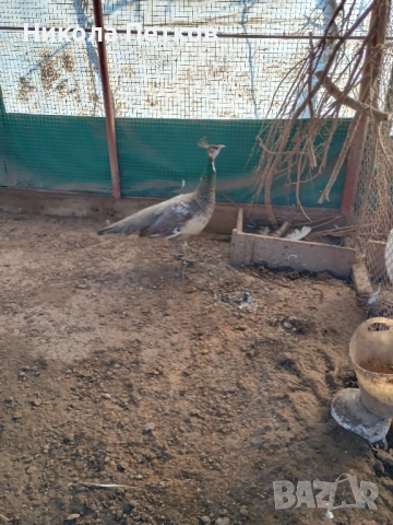 Пауни сребърен и арлекин, снимка 5 - други­ - 53698247