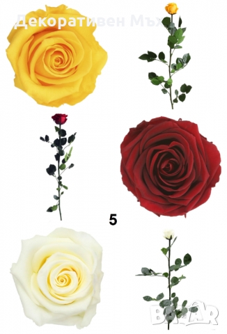 Естествени стабилизирани рози и цвят роза-за дома, подарък, декорация с мъх, снимка 13 - Декорация за дома - 31836873