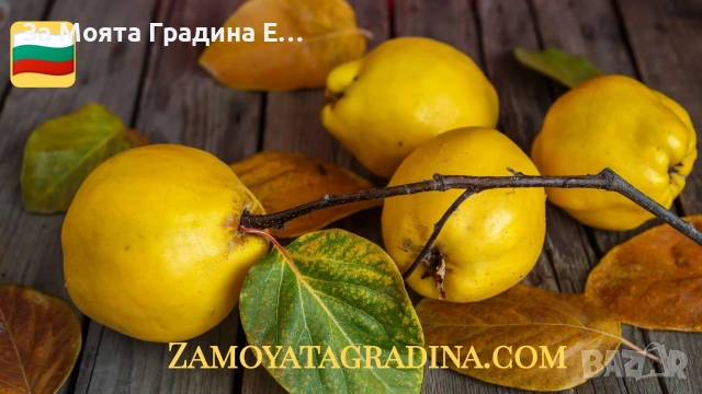 Дюля, снимка 6 - Градински цветя и растения - 53634190