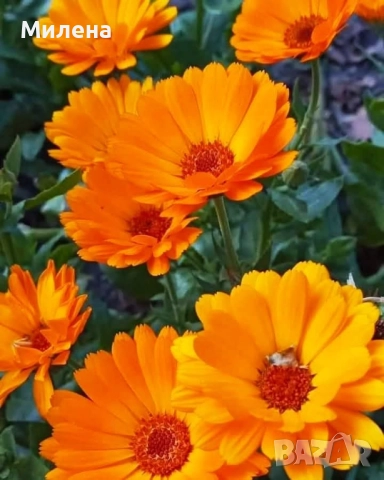 Семена висока и ниска циния , снимка 11 - Сортови семена и луковици - 49165896