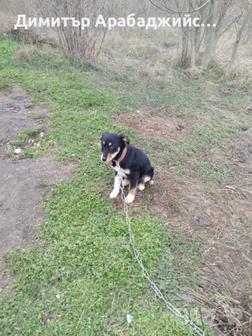 Подарявам малки кученца!, снимка 3 - Други - 53638524
