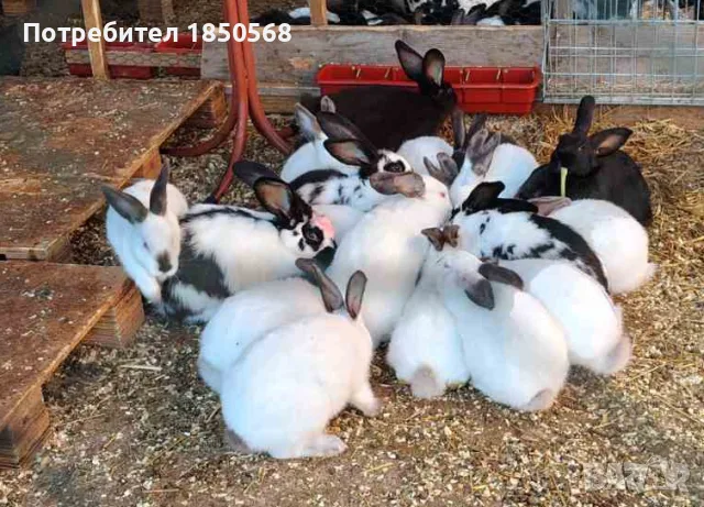 Продавам зайци порода Калифорния и Пеперуда