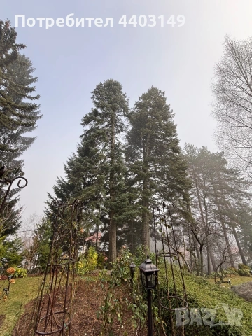  Премахване на опасни дървета • Кастрене • Подръжка • Извозване, снимка 5 - Други услуги - 53429702