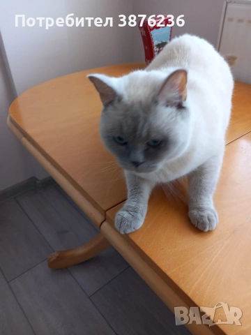 Британска късокосместа , снимка 7 - Британска късокосместа - 53313048