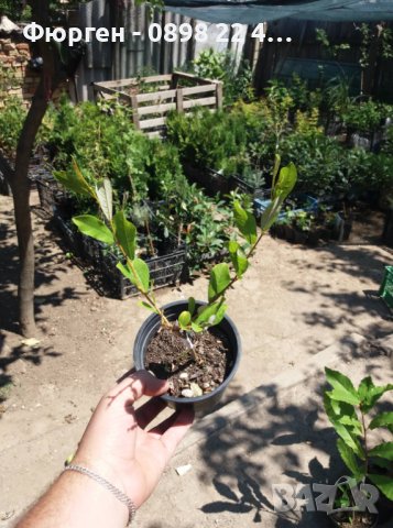 Върба - Salix gracilistyla 'Mount Aso' ( грацилистяла' моунт асо' ), снимка 8 - Градински цветя и растения - 41101221