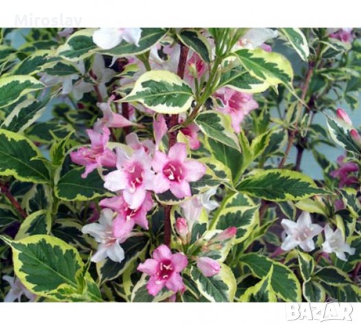 Вайгела (3 налични цвята), снимка 3 - Градински цветя и растения - 35802390