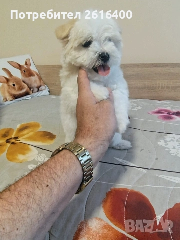 малтииска болонка, снимка 4 - Болонка - 53867803