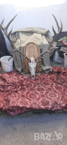 продавам трофей от Благороден Елен , снимка 2 - Декорация за дома - 53749135