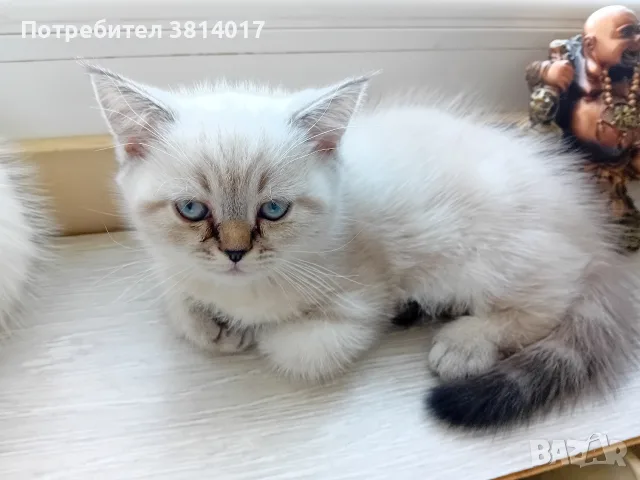 котета на два месеца персийски котета , снимка 2 - Мейн кун - 56071494